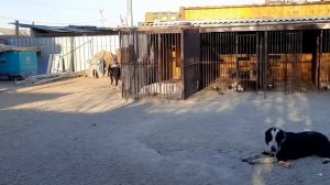 Бугай Алабай. 1 мая. Надо развиваться.