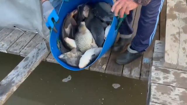 15 июня в 4:30 в Верхний пруд было запущено 300кг Карпа 1.0-1.8кг