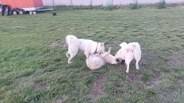 Вечерок перед ужином