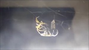 Nesticodes rufipes se alimentando