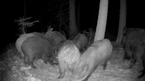 Стадо кабанов попалось в кадр фотоловушки