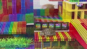 Магнитные шарики - Постройте Мега-Особняк С Бассейном Для Черепахи