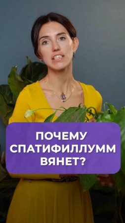 Как заставить цвести спатифиллум #растения_#уход_#садоводство