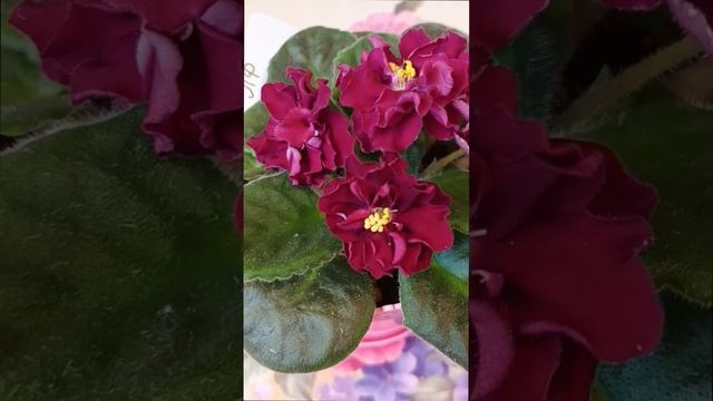 Сортовая фиалка ЛФ-Ежевика 💖🌺 Крупные многолепестковые насыщенно бордовые цветы!