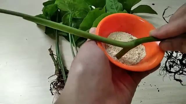 EASY STEP !! Cara perbanyakan / propagating Syngonium Mojito mudah & gampang🍀❤️#syngonium