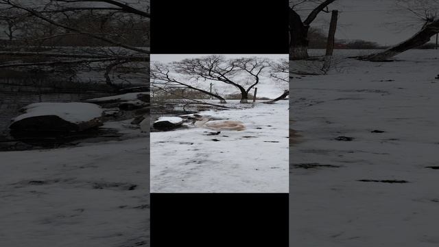 Лебедь