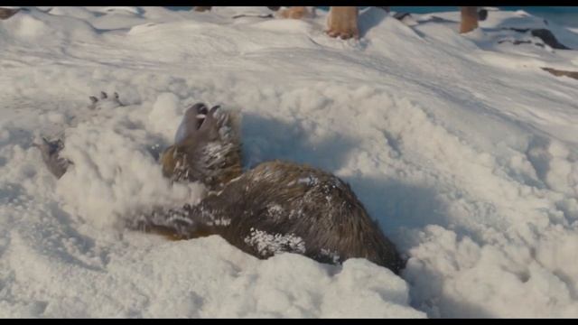 Прид рается. Прид рается. Гордость и предупреждение 1995 элизабет. Прид рается. Прид рается.