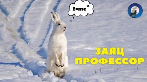 ЗАЯЦ ПРОФЕССОР. ОХОТНИЧИЙ БОЕВИК