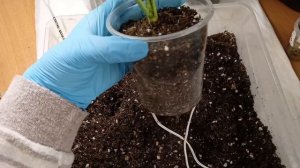 Как пересадить СПАТИФИЛЛУМ? Посадка на смешанный субстрат двумя способами