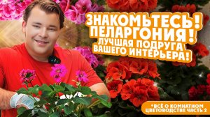 ВСЁ О КОМНАТНОМ ЦВЕТОВОДСТВЕ! ЧАСТЬ 2 ЗНАКОМЬТЕСЬ! ПЕЛАРГОНИЯ! Лучшая подруга вашего интерьера!