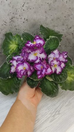 Фиалка АВ-Навсегда