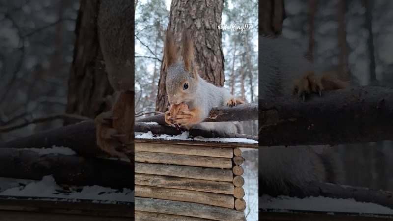 Орех на один зубок для белки️