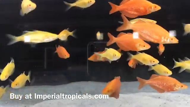 Albino Millenium Rainbowfish (Glossolepis Pseudoincisus) смотреть онлайн