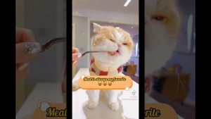 АСМР кот вкусно ест/ ASMR the cat eats delicious