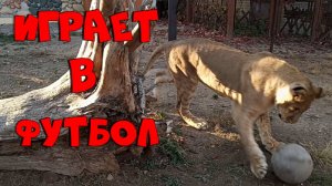 ШЕРХАН тренируется играть в футбол. / Забавный львёнок из Тайгана в минском зоопарке.