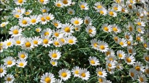 Ромашковые поля.