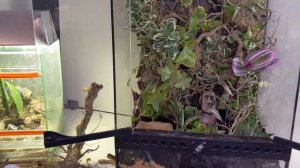 Террариум за 5 минут (для мини-геккончиков) Terrarium in 5 minutes