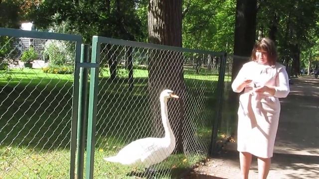 Петергофский Лебедь смотреть онлайн