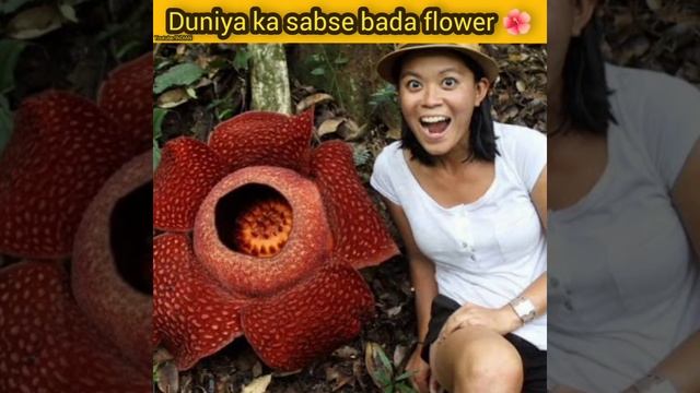 world biggest flower 🤯🤯 смотреть онлайн