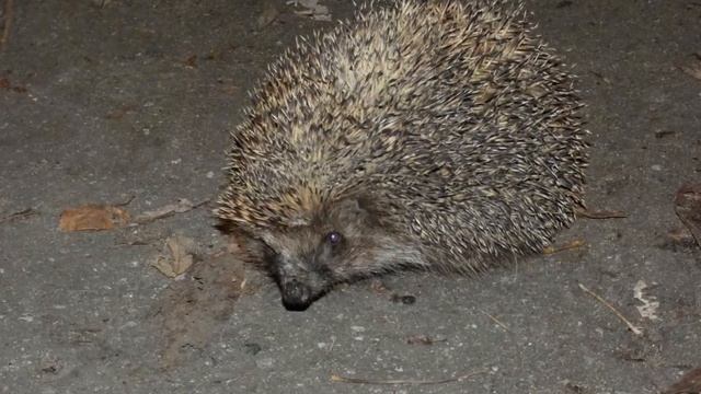 Слайд-фильм про ёжиков в темноте в апреле в Заречном. смотреть онлайн