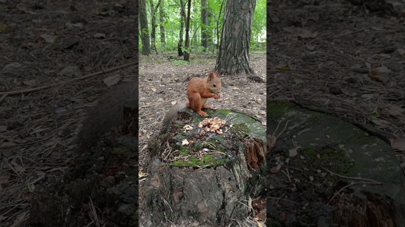 Присел перекусить