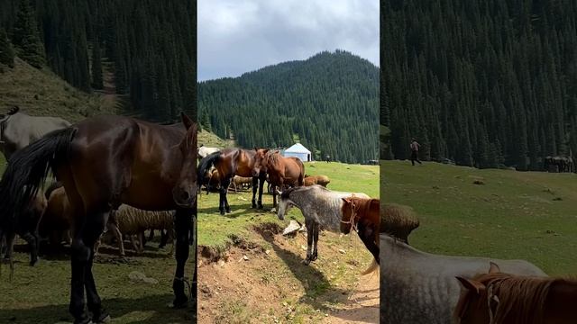 У меня много видео про Кыргызстан и другие страны, присоединяйся!