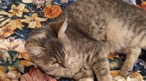 😱Очень эпично прошли концовку 8 в новогоднем обновление в скулбое😱//Schoolboy Runaway