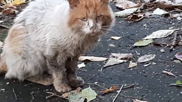 папка Беляш, бездомный кот.. смотреть онлайн