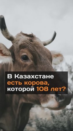 В Казахстане есть корова, которой 108 лет?