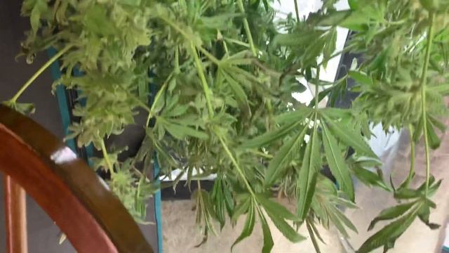 Bloom Plus / Root Box Hydroponics Harvest Vid....Biggest plants I've ever grown hands down!! смотреть онлайн