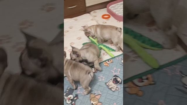 щенки 2мес.