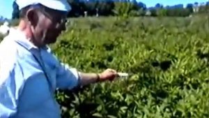 Рассказ о жимолости (Haskap) доктора с-х. наук Куминова Е.П. (Мичуринск)