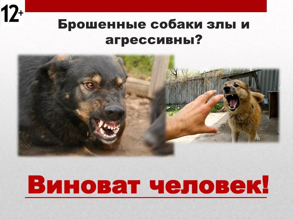 Буктрейлер "Свора" Альберт Лиханов