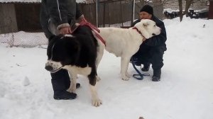 собачья свадьба