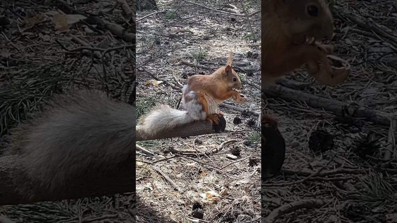 Как вкусненько #squirrel #белки #лес #парк #белка #бельчонок #белочка #animals #смешныеживотные