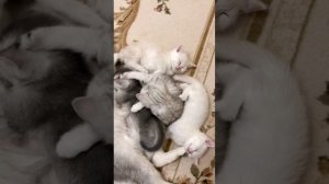 Котятам кошки Кайли 1 месяц. Кормление.