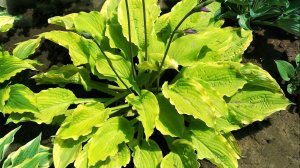 хоста Wave Runner -  Вейв Раннер - Бегущий по волнам