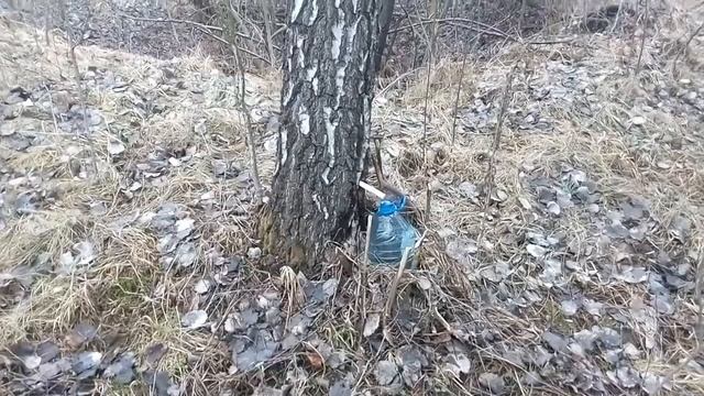 Берёзовый сок смотреть онлайн