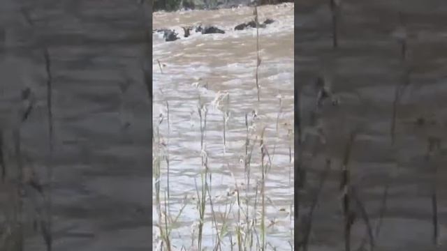 Tanzania Great Wildebeests migration crossing of Mara River. смотреть онлайн