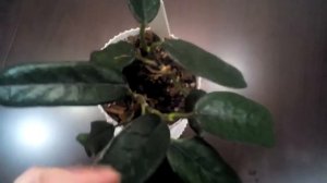 Хойя Globulosa
