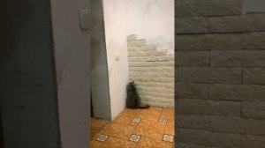 Такого вы еще не видели - Кот наказан и стоит в углу.