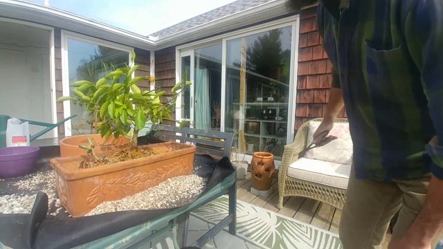 Fruiting Meyer Lemon Bonsai Pruning and Transplant - April 2022 смотреть онлайн