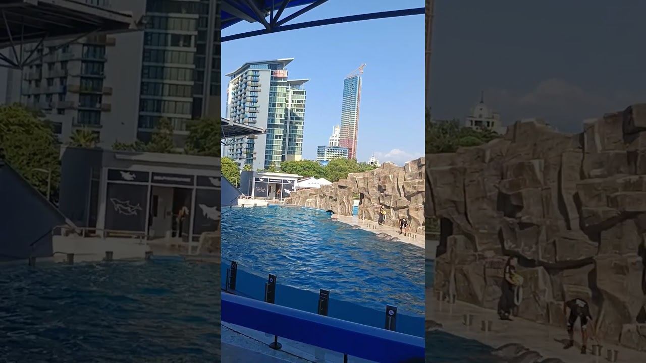 Дельфинарий в городе Batumi 11.09.24. смотреть онлайн