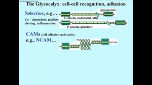 312 Cell Adhesion Molecule Functions in the Glycocalyx