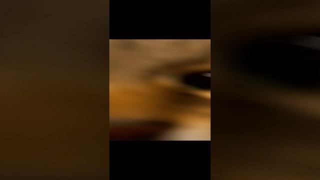 Как отучить кота гундеть?
