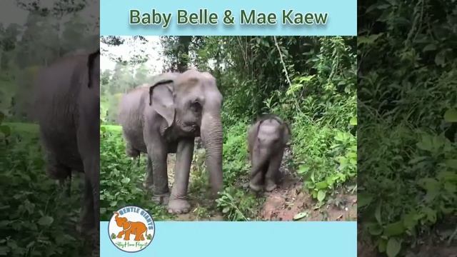 Mother's & Babies - Gentle Giants Stay Home Project смотреть онлайн