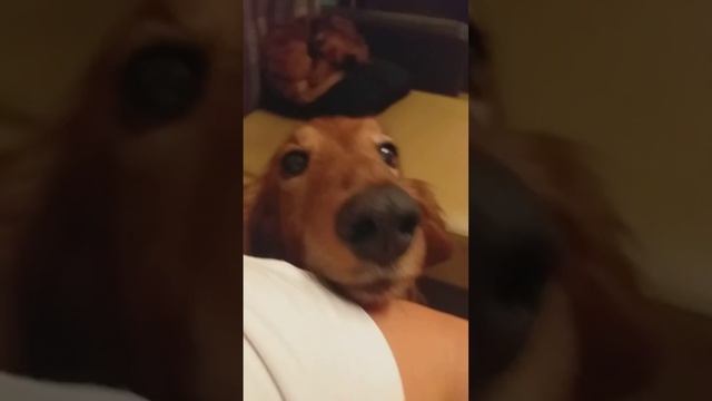 Собака попрашака) смотреть онлайн