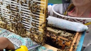 Изоляция маток в годовом цикле!!! ч. 4. Эффективная обработка от клеща!!! Практическая технология!!