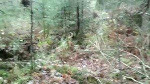 охота с лайками на лося