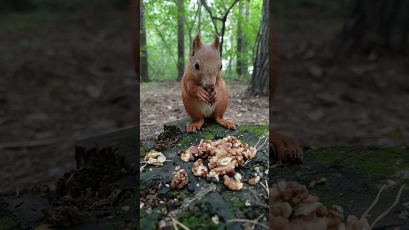 Белка на пеньке устроила пикник